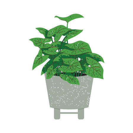 Syngonium plant in clay pot isolated on whiteのイラスト素材