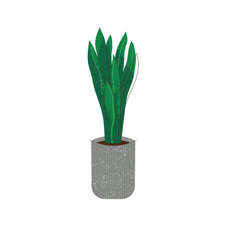 Illustration of Sansvieria plant in pot on whiteのイラスト素材