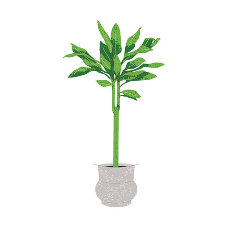 Illustration of Dracaena plant in pot on whiteのイラスト素材