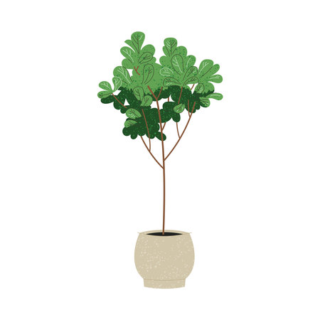 Illustration of Ficus Lyrata plant in pot on whiteのイラスト素材