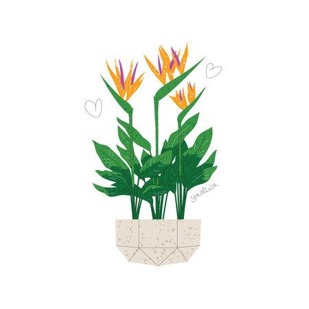Blooming strelizia in a pot isolated on whiteのイラスト素材