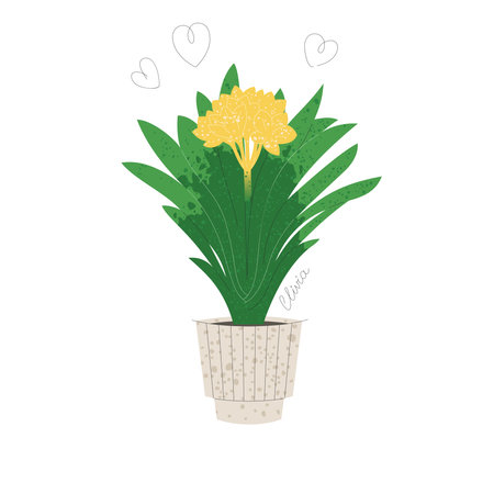 Blooming clivia in a pot isolated on whiteのイラスト素材