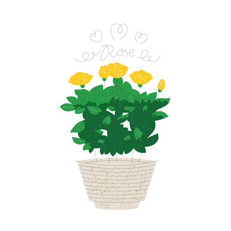 Blooming yellow rose in a pot isolated on whiteのイラスト素材