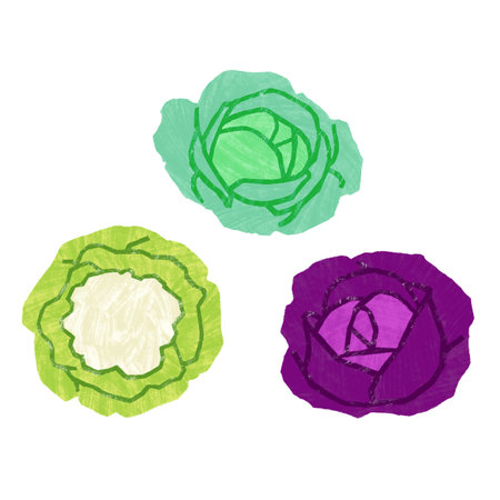 Cauliflower, red and green cabbage isolated on whoteの写真素材