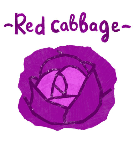 Hand drawn red cabbage isolated on whiteの写真素材
