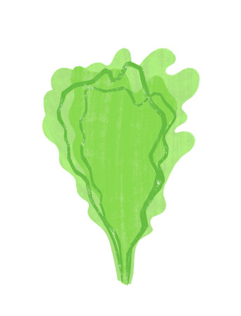 Hand drawn salad leaves isolated on white backgroundの写真素材