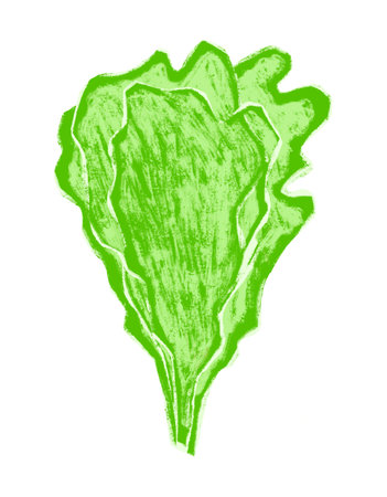 Hand drawn salad leaves isolated on white backgroundの写真素材