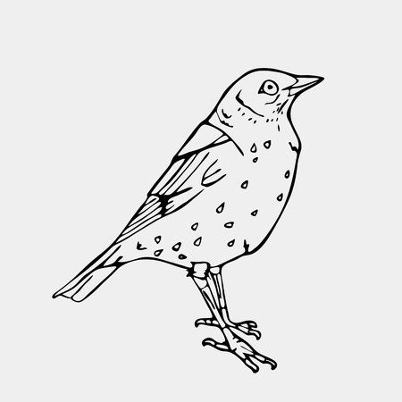 Hand-drawn pencil graphics, bird, lark, oriole, chickadee, sparrow, blackbird, nightingale, finch, bunting, hangbird, goldfinch, raven, magpie, woodpecker, canary, bullfinch, siskin.のイラスト素材