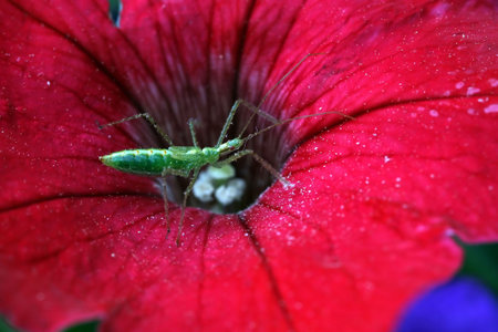 Baby Grasshopper