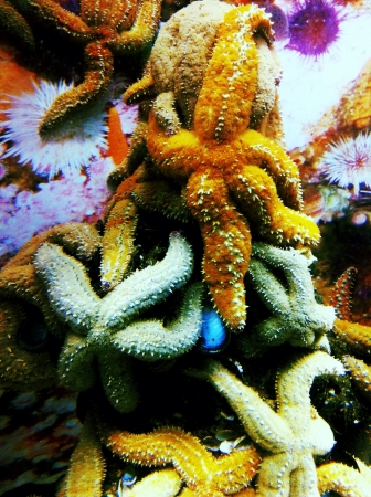 A group of starfish on a rockの素材
