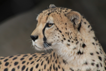 Cheetahの写真素材