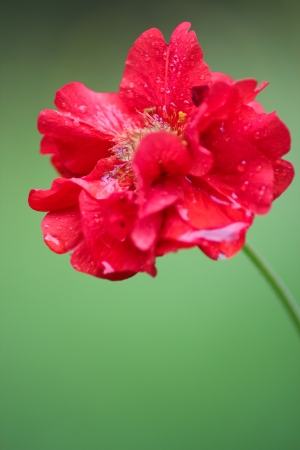 Bright red flower with rain drops and natural green backgroundの写真素材