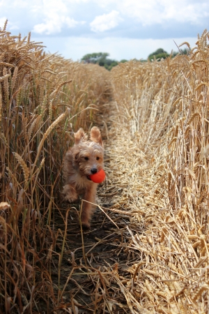 Dog with orange ball running through corn fieldの写真素材