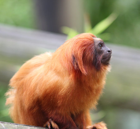 Golden Lion Tamarin on the lookout