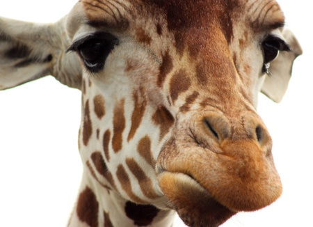 The face of a Giraffeの写真素材