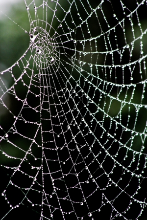 A glistening spider web with water droplets against dark backgroundの写真素材