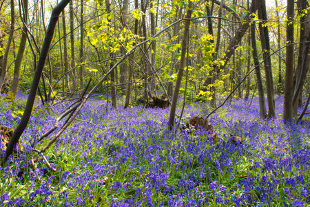 A carpet of Bluebells in Blakes Wood, Danbury, Essex, epitomizes spring in Englandの写真素材
