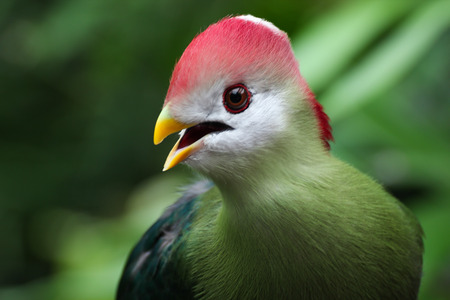 vibrant and brightly coloured bird with green backgroundの写真素材
