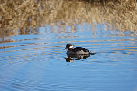 Small beautiful black duck on water