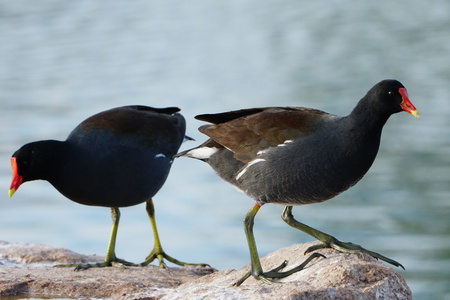 Two Moorhens standing on rock overlooking waterの写真素材