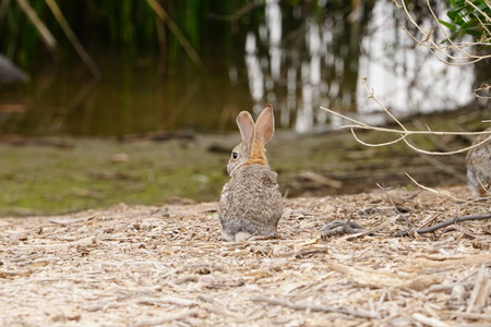 A small desert Cotton Tail running awayの写真素材