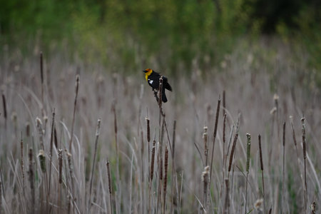 Yellow-headed blackbird perched on cattails in marsh