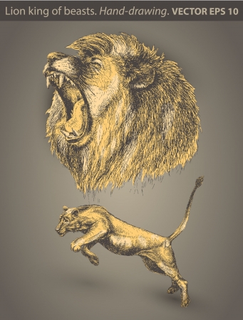 set Lion  animal, wild catのイラスト素材
