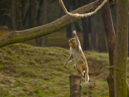 Happy Monkey in the zooの写真素材