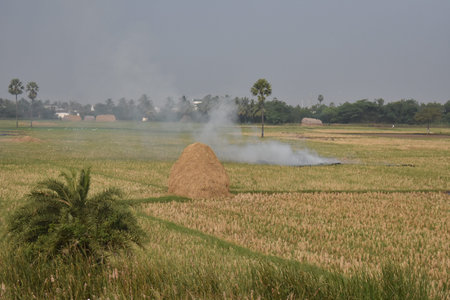 Rice straw burning and smoke is flowing at surrounding.