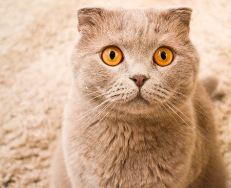 beautiful British cat merges with a beige carpetの写真素材