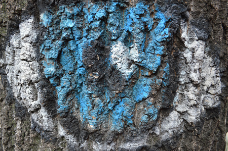 , wood bark with blue white and black color, textureの写真素材