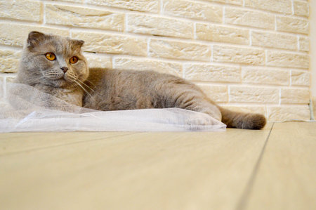 Gray British cat with orange eyes on a background of beige brick wall.の写真素材