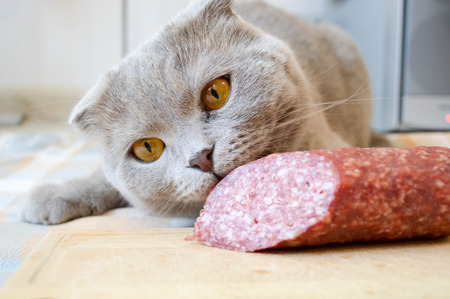 Gray British cat with yellow eyes eating sausage salamiの写真素材