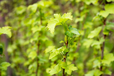A branch of a green plant, a bush with young blossoming leaves on a green background.の写真素材