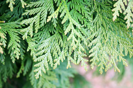 Green beautiful bright twigs of natural larch wood with leaves on a green plant background, close...