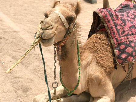 Portrait of a resting two-humped yellow desert beautiful camel with harness that eats straw on the sand in Egypt close view.の写真素材