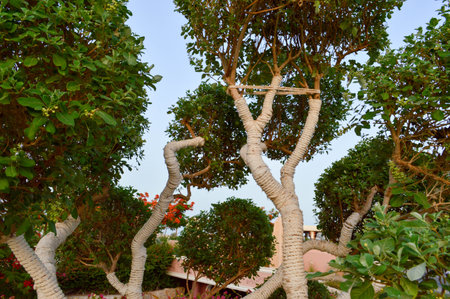 A beautiful unusual exotic tree with green leaves branches and trunk wrapped, wrapped in a white...