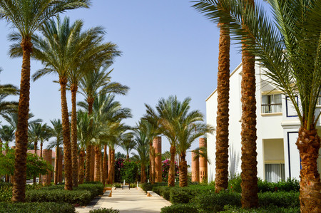 High palm trees with green sheets against the backdrop of white buildings houses in the exotic tropical warm country of the beach resort resting.の写真素材