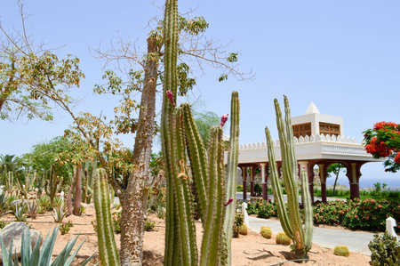 Park with cactus exotic tropical desert against white stone buildings in Mexican Latin American...