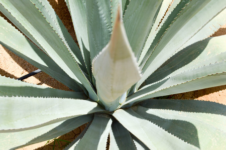 A large green fresh aloe plant growing in the desert with long succulent leaves against the background of exotic unusual tropical sand. The background.の写真素材