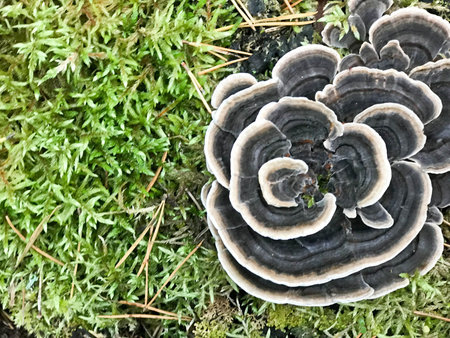 Different woody delicious mushrooms on the tree trunk of a log covered with natural green moss and grass with leaves in the forest.の写真素材