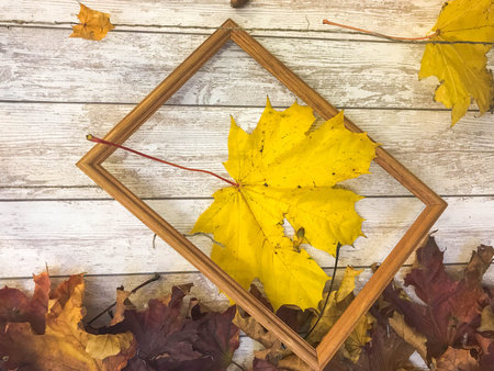 Wooden rectangular picture frame and yellow colorful natural autumn leaves, maple on the background...