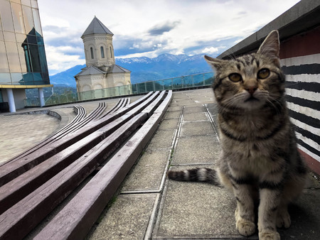 A multi-colored little cat sits on a pedestal against the background of a chapel, a church of bright blue saturated sky and mountains.の写真素材