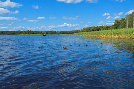 High aquatic green natural beautiful plants bushes grass reeds against the backdrop of the river bank and blue sky.の写真素材
