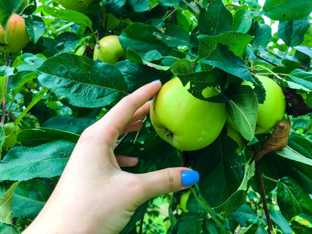 Apple orchard. green fruits of the apple tree hang on the tree among the green leaves. girl with...