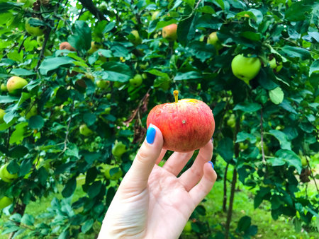 a red small apple in the hands of a girl with a blue manicure. the apple was hanging on a branch...