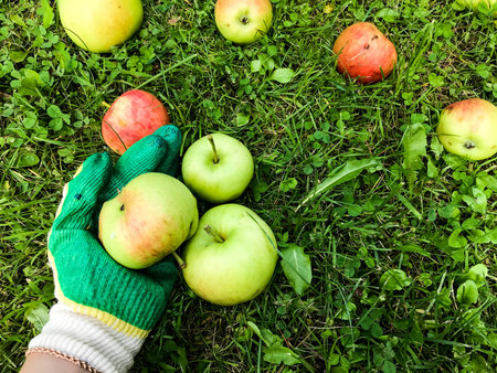 apples lie on the ground, on the grass in the garden. gardener in protective gloves collects them on...
