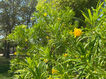 Beautiful yellow dull orchid flowers in the tropical garden.の写真素材