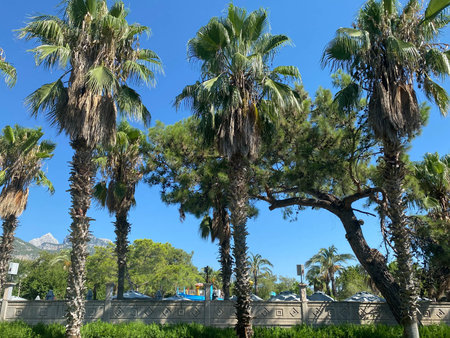 Rows of palm tree against clear sky.の写真素材