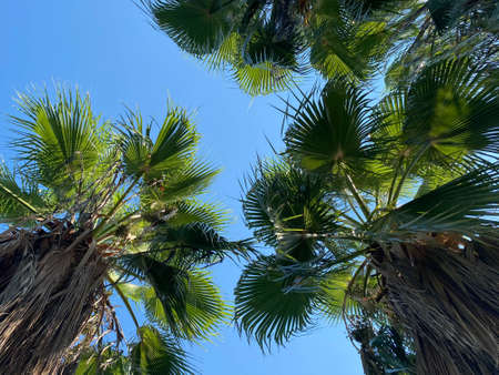 Two tall and fluffy palms against the blue sky on a summer sunny day. orange fruit is visible on one of the palms. bottom view. mountains covered with green forest rise in the distance.の写真素材